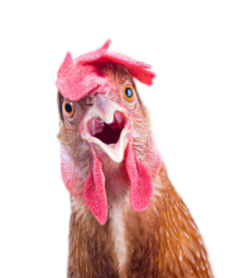 17296