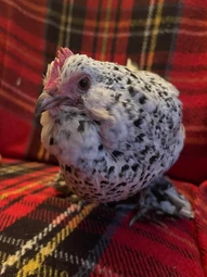18111